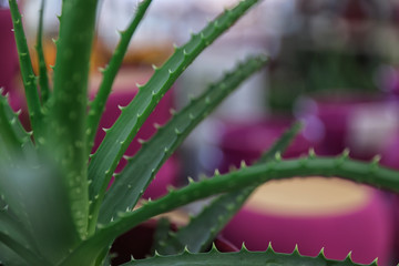 Green aloe in floral shop, closeup. Space for text