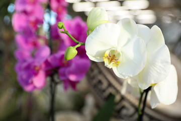 Beautiful blooming tropical orchid in store, closeup. Space for text
