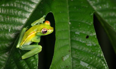 Scarlet-webbed treefrog (Boana rufitela) juvenile, near Puerto Viejo de Sarapiqui, Costa Rica.