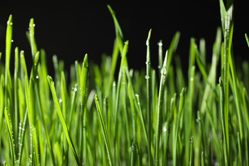 Green wheat grass with dew drops on black background, closeup