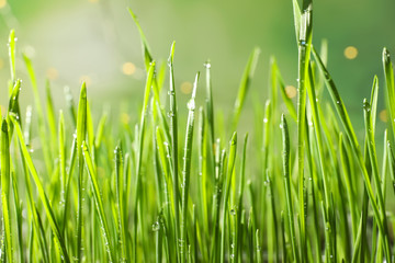 Green wheat grass with dew drops on blurred background, closeup