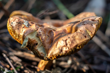 Large mushroom growing in the Sintra forest