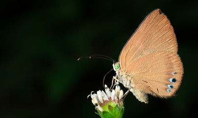 Butterfly feeding from a flower in Cahuita National Park, Costa Rica.