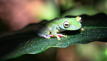 Scarlet-webbed tree frog (Boana rufitela), Cahuita National Park, Costa Rica.