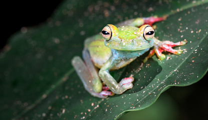 Scarlet-webbed tree frog (Boana rufitela), Cahuita National Park, Costa Rica.