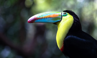 Keel-billed toucan (Ramphastos sulfuratus) looking up into the canopy. Costa Rica.