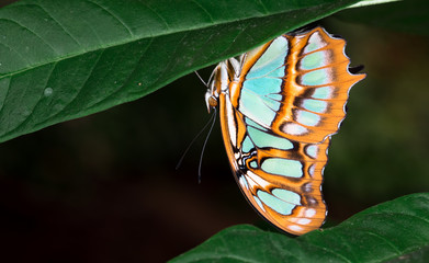 Fototapeta na wymiar Malachite butterfly (Siproeta stelenes), Costa Rica.