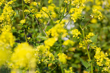 mustard in the vineyard