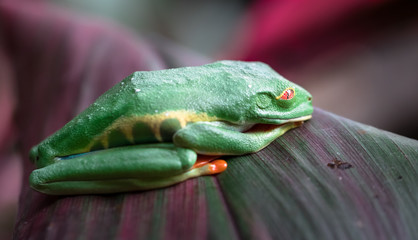 Red-eyed tree frog (Agalychnis callidryas) asleep on a leaf. Costa Rica.