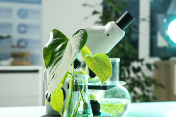 Flask with green plant against microscope in laboratory