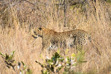 Leopard