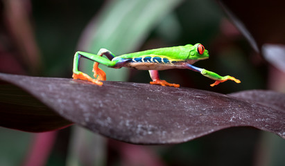 Red-eyed treefrog (Agalychnis callidryas) crawling across a large leaf. Costa Rica.