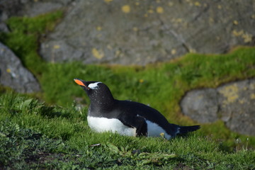 penguin southern island Kerguelen