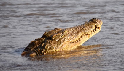 Crocodile