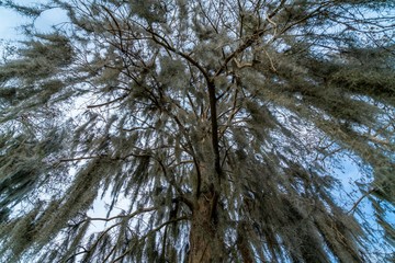 A look around the majestic Riverhills Park on the Hillbourgh River in Tampa Florida.