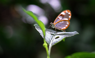 White-spotted glasswing butterfly (Greta sp., probably Greta nero or Greta annette), Tapanti-Macizo Cerro de la Muerte National Park, Costa Rica.