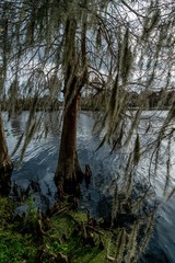 A look around the majestic Riverhills Park on the Hillbourgh River in Tampa Florida.