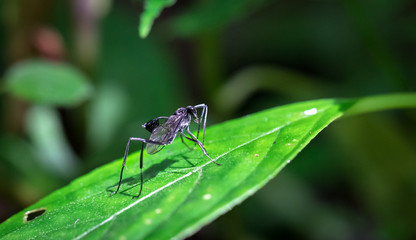 Large black wasp with a cup-like appendage on its abdomen in the Tapanti-Macizo Cerro de la Muerte National Park, Costa Rica.