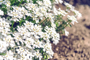 Candytuft blooming in spring, copy space