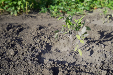 Young and small sprouts of tomatoes in the home kitchen garden in the dry ground