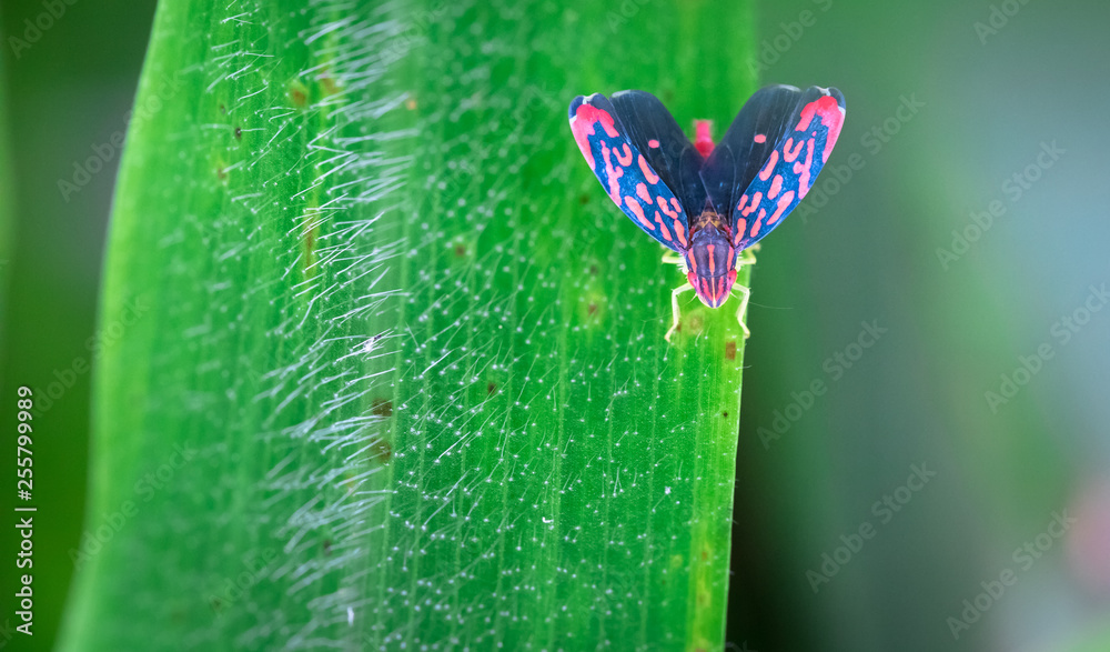 Wall mural giant red-spotted sharpshooter (ladoffa arcuata) in the tapanti macizo cerro de la muerte national p