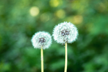 Two dandelion on a green bokeh background, selective focus