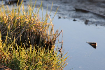 Salzwiese am Wattenmeer