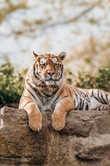 Obraz premium Majestic tiger running wild