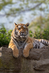 Majestic tiger running wild