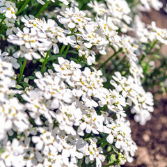 Candytuft blooming in spring, copy space