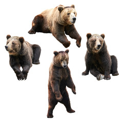 Fototapeta premium Set of bear over white background