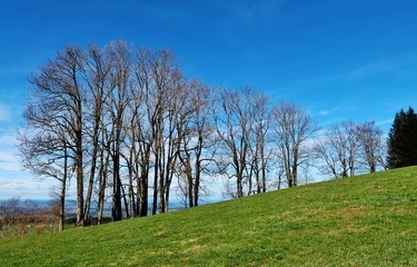 Obraz premium Kahle Baumgruppe vor blauem Frühlingshimmel