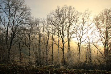 Plakat Winterlandschaft im Odenwald