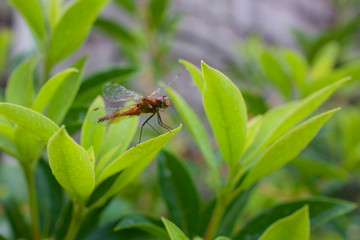 Dragonfly on leaf