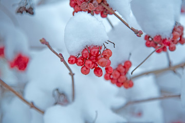 Fototapeta na wymiar rowanberry covert with snow