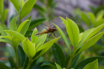 Dragonfly perched on leaf