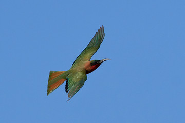 Red-throated bee-eater (Merops bulocki)