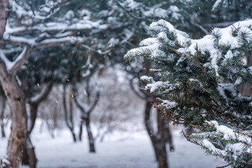 Coniferous branches covered with fresh snow, closeup