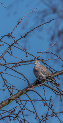 Turtle dove on cherry tree in spring blue day