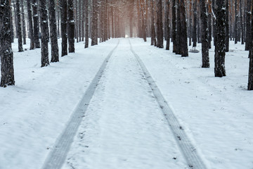 Car tire tracks on fresh snow in forest