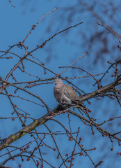 Turtle dove on cherry tree in spring blue day