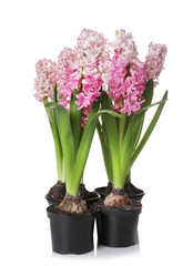 Beautiful spring hyacinth flowers isolated on white