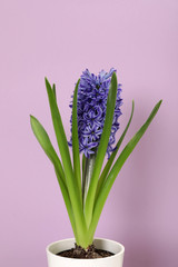 Beautiful spring hyacinth flower on color background