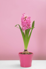 Beautiful spring hyacinth flower on table against color background
