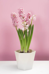 Beautiful spring hyacinth flowers on table against color background