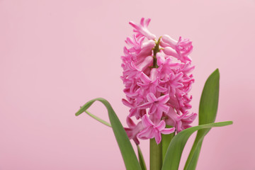Beautiful spring hyacinth flower on color background. Space for text
