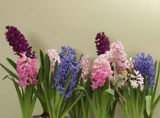 Fototapeta premium Beautiful spring hyacinth flowers on color background