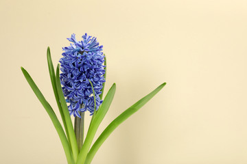 Beautiful spring hyacinth flower on color background. Space for text