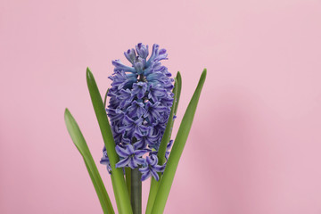Fototapeta premium Beautiful spring hyacinth flower on color background. Space for text