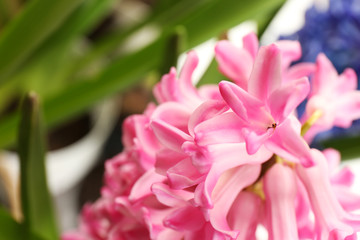 Fototapeta na wymiar Closeup view of beautiful spring hyacinth flowers